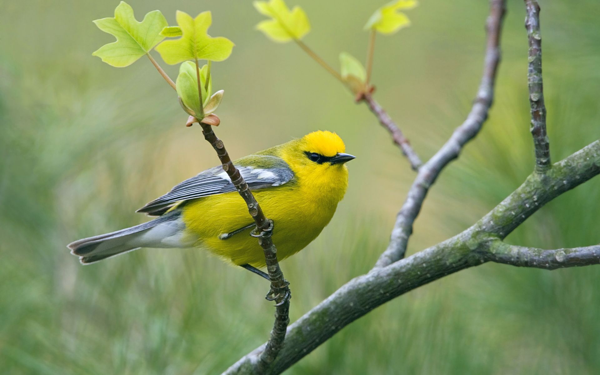 Yellow Bird Wallpapers - Yellow Bird , HD Wallpaper & Backgrounds