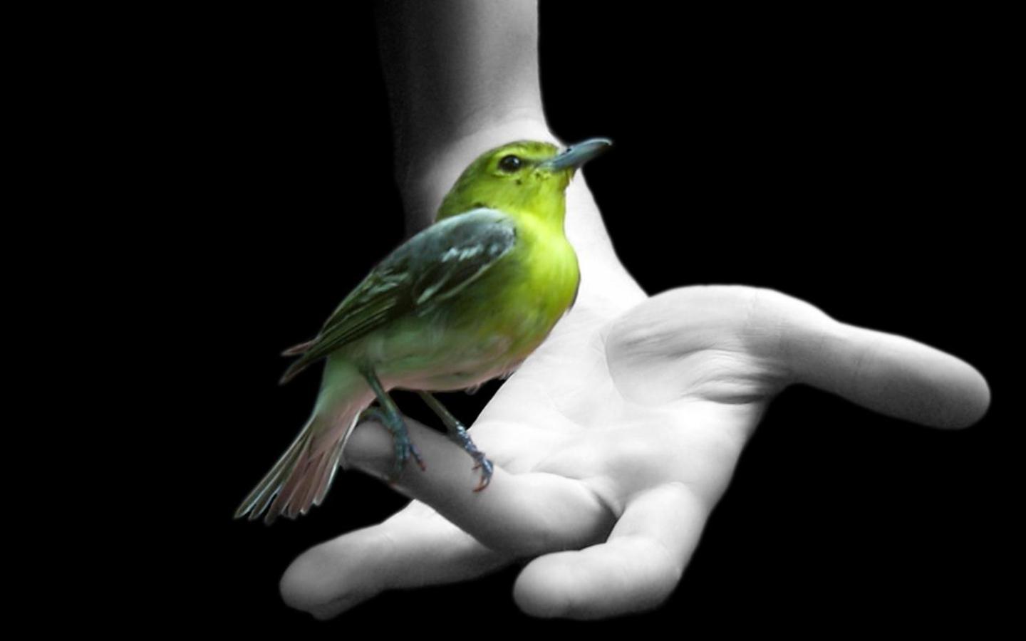 Greenbird Arm Wallpaper - Thoughts On Birds In English , HD Wallpaper & Backgrounds