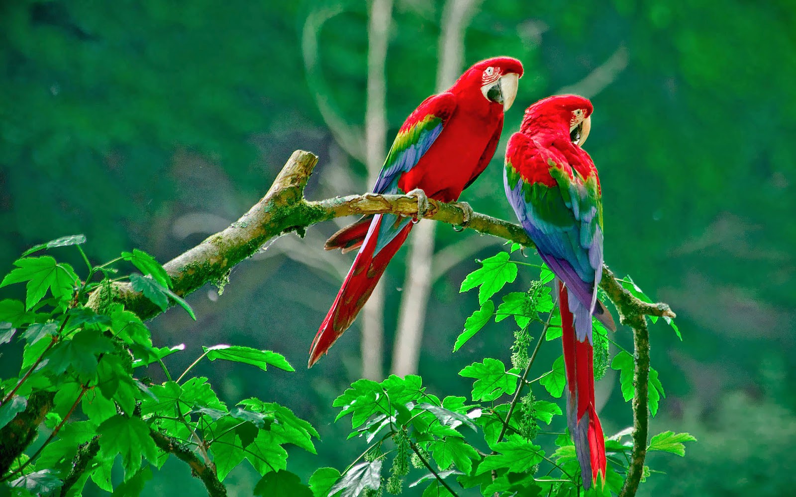 Bird Wallpaper Parrots Branch - Love Birds Image Download , HD Wallpaper & Backgrounds