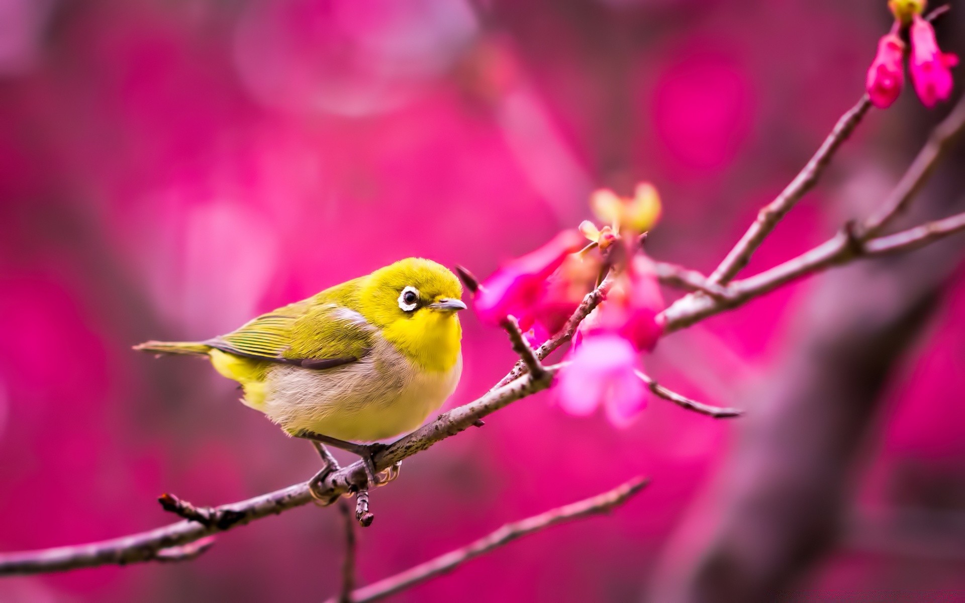 Birds Nature Flower Outdoors Color Bright Leaf Bird - Birds , HD Wallpaper & Backgrounds