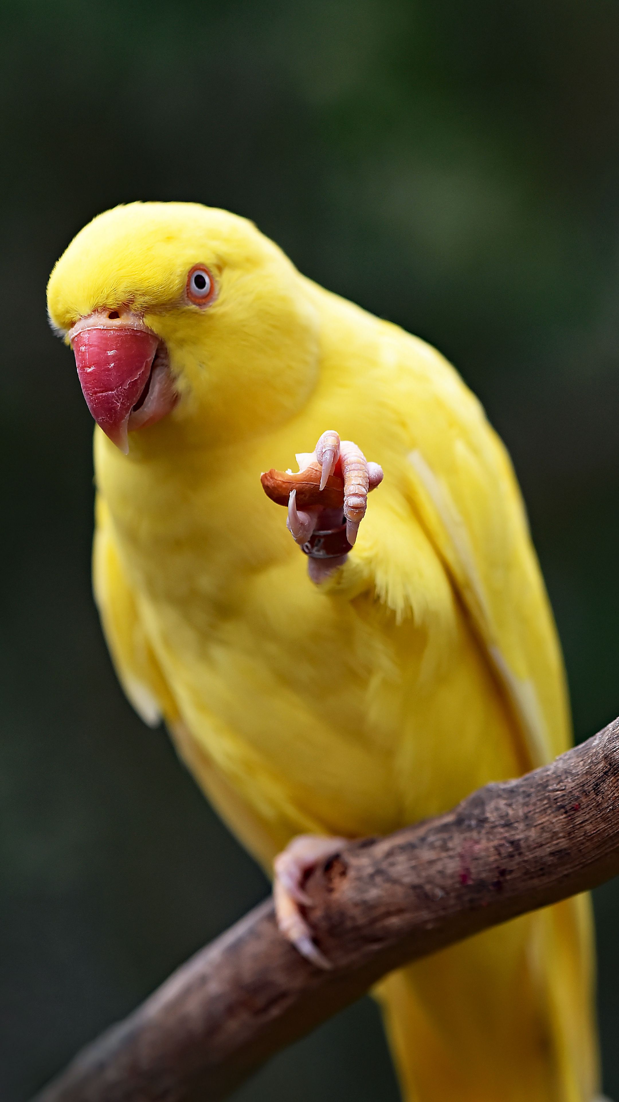 Yellow Bird , HD Wallpaper & Backgrounds