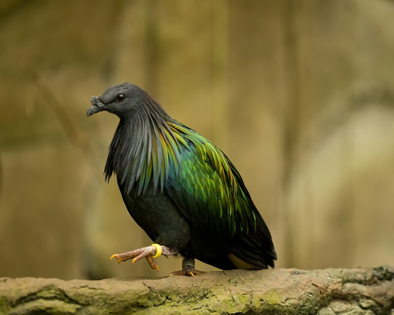 Dark Green Bird Hd - Pigeon Le Plus Beau Du Monde , HD Wallpaper & Backgrounds