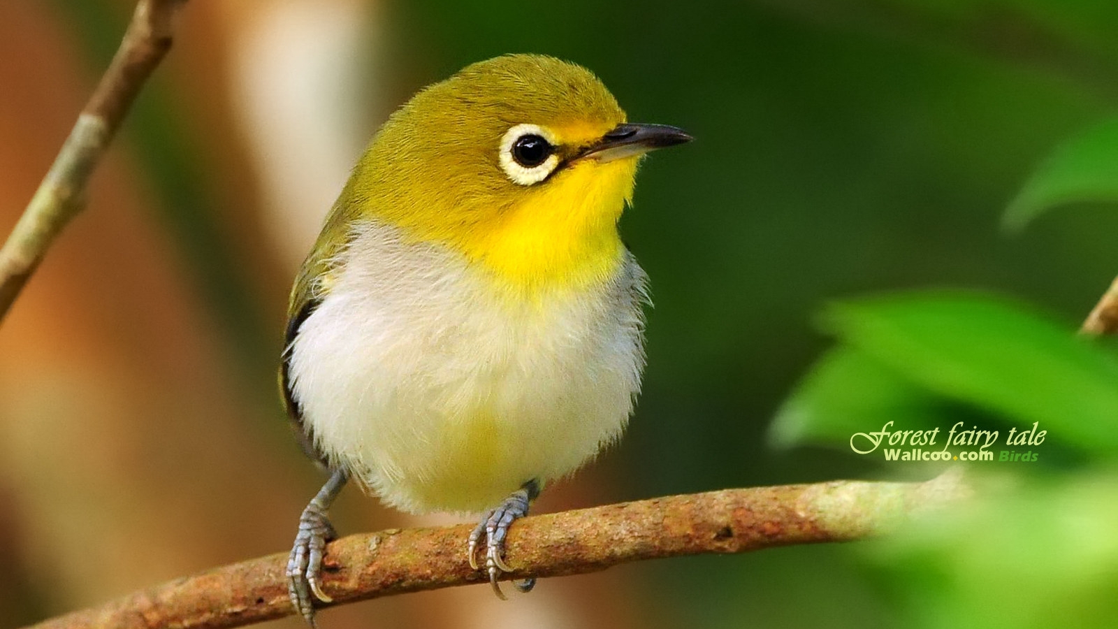 Yellow Bird Wallpaper Download Cute Little Yellow Bird - Little White And Yellow Bird , HD Wallpaper & Backgrounds