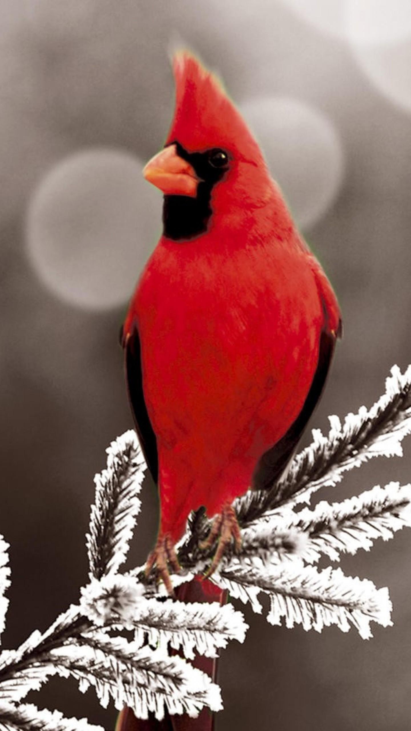 Winter Cardinal Wallpaper - Pretty Picture Of A Cardinal , HD Wallpaper & Backgrounds
