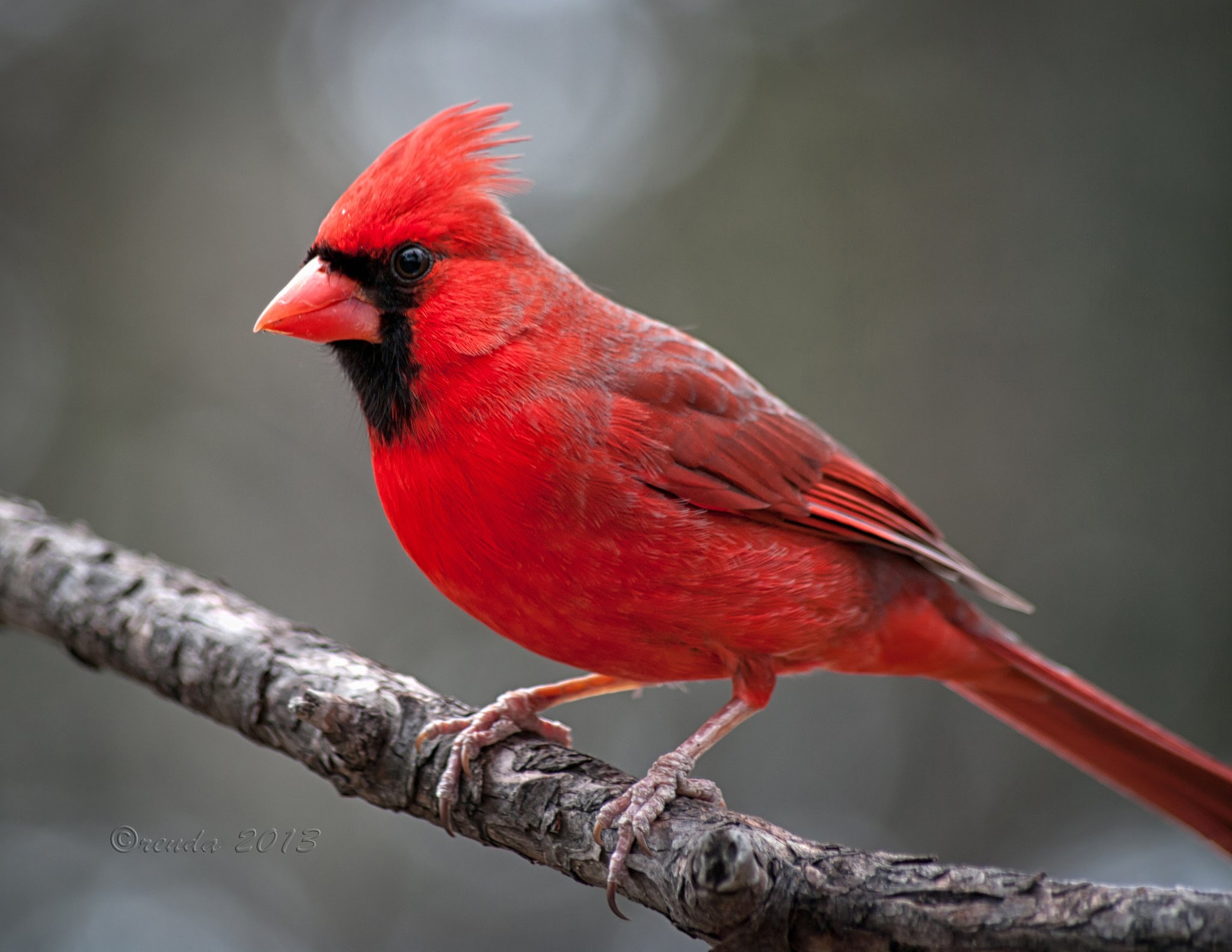 Northern Cardinal Birds Wallpapers, Creative Northern - Cardinal Bird , HD Wallpaper & Backgrounds