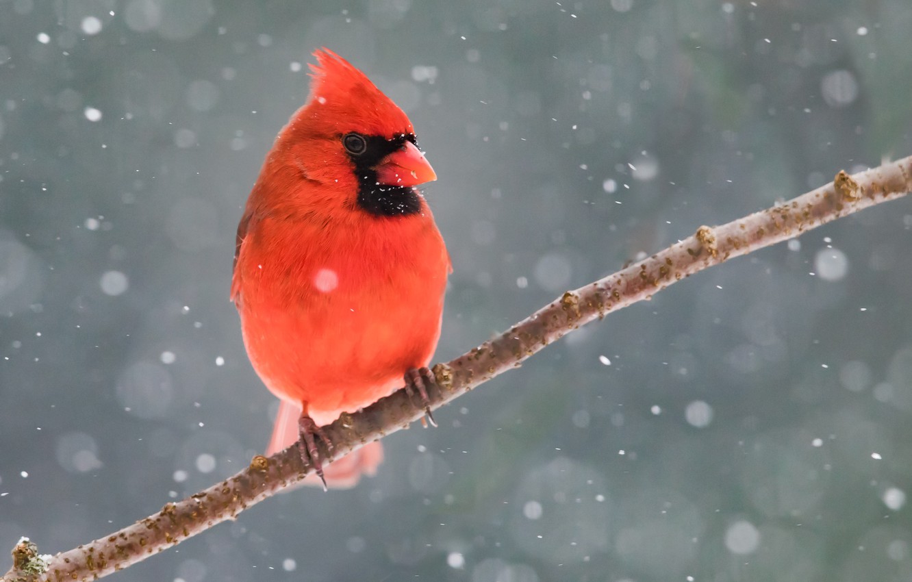 Photo Wallpaper Winter, Snow, Bird, Branch, Red Cardinal - Red Cardinal In Snow , HD Wallpaper & Backgrounds