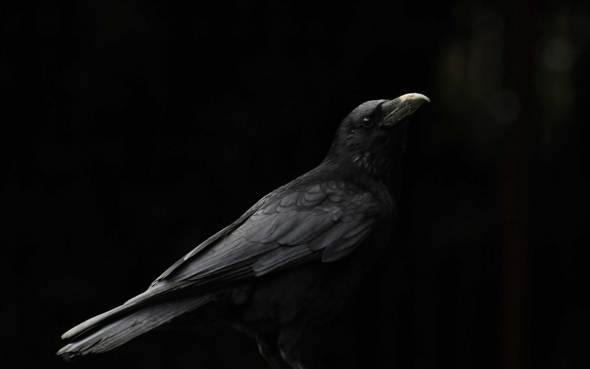 Wallpaper Black Bird, Raven, Black Background - Black Bird Black Background , HD Wallpaper & Backgrounds