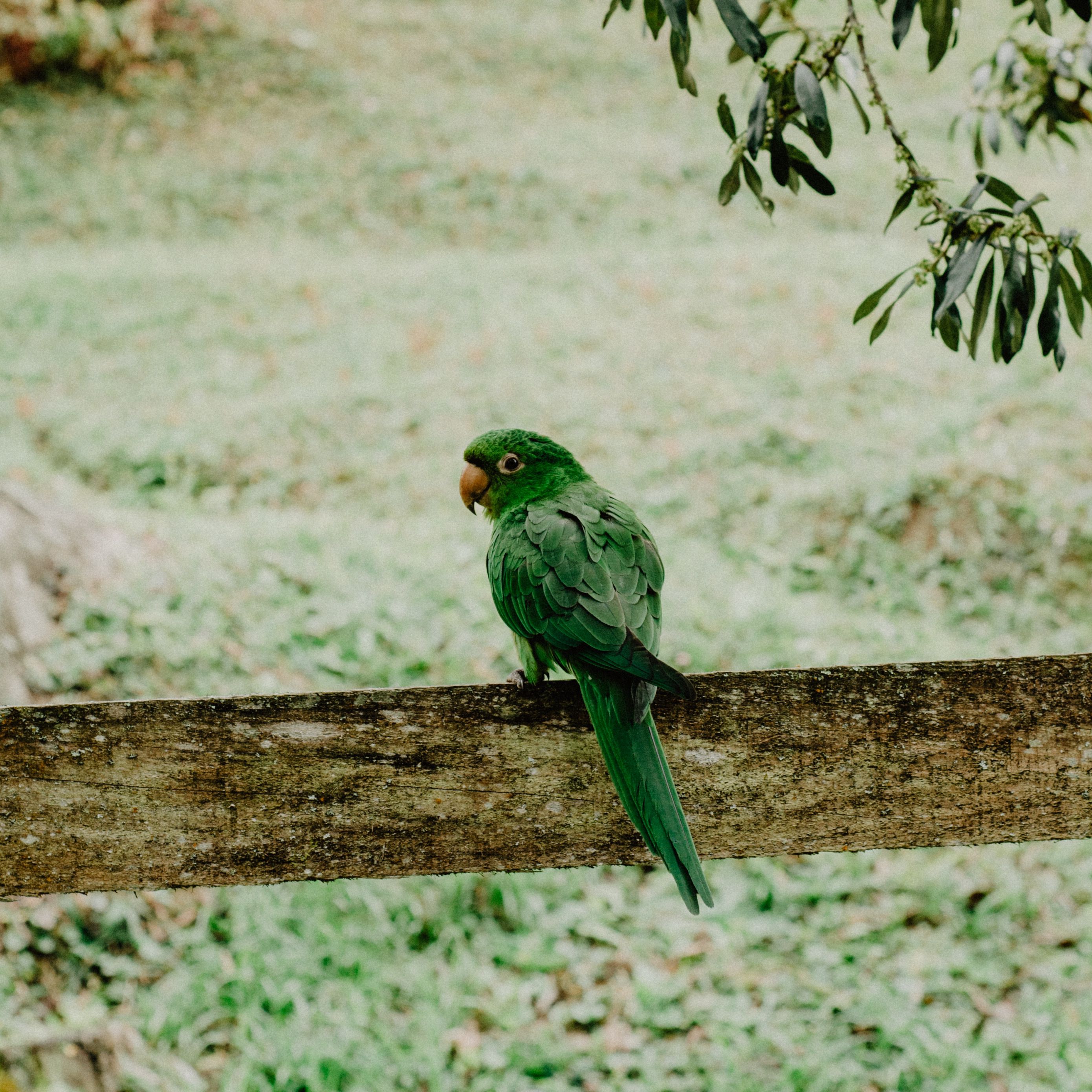 Wallpaper Parrot, Green, Bird, Branch, Blur , HD Wallpaper & Backgrounds
