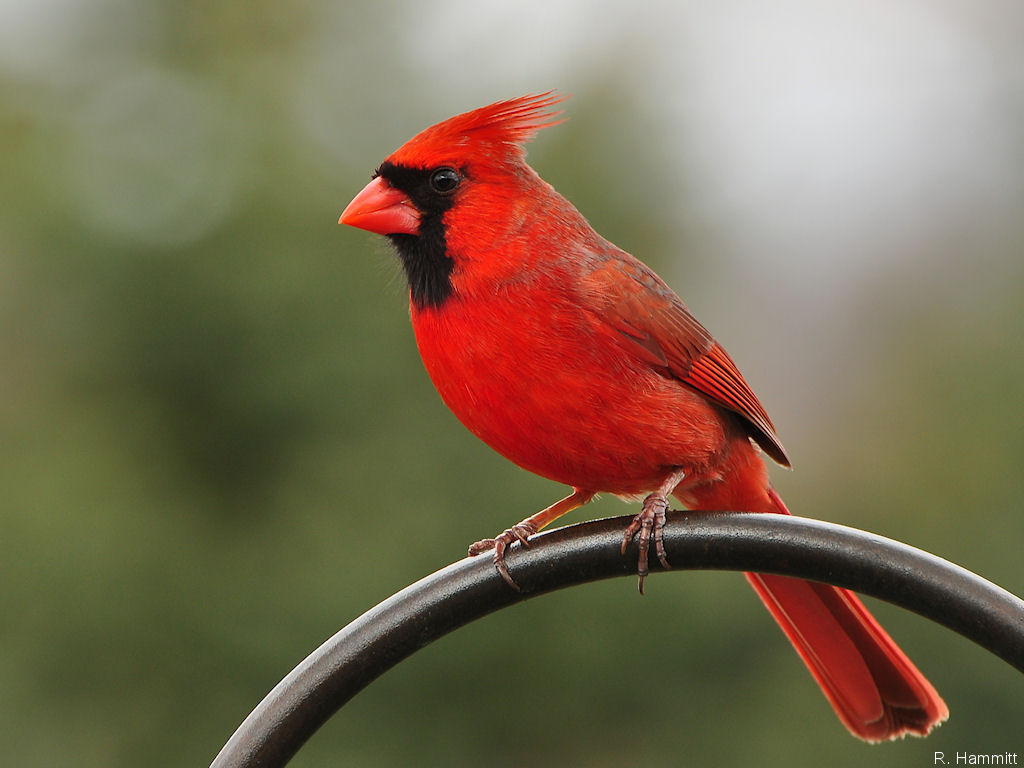 24 Best Hd Cardinal Wallpapers - North American Male Cardinal , HD Wallpaper & Backgrounds