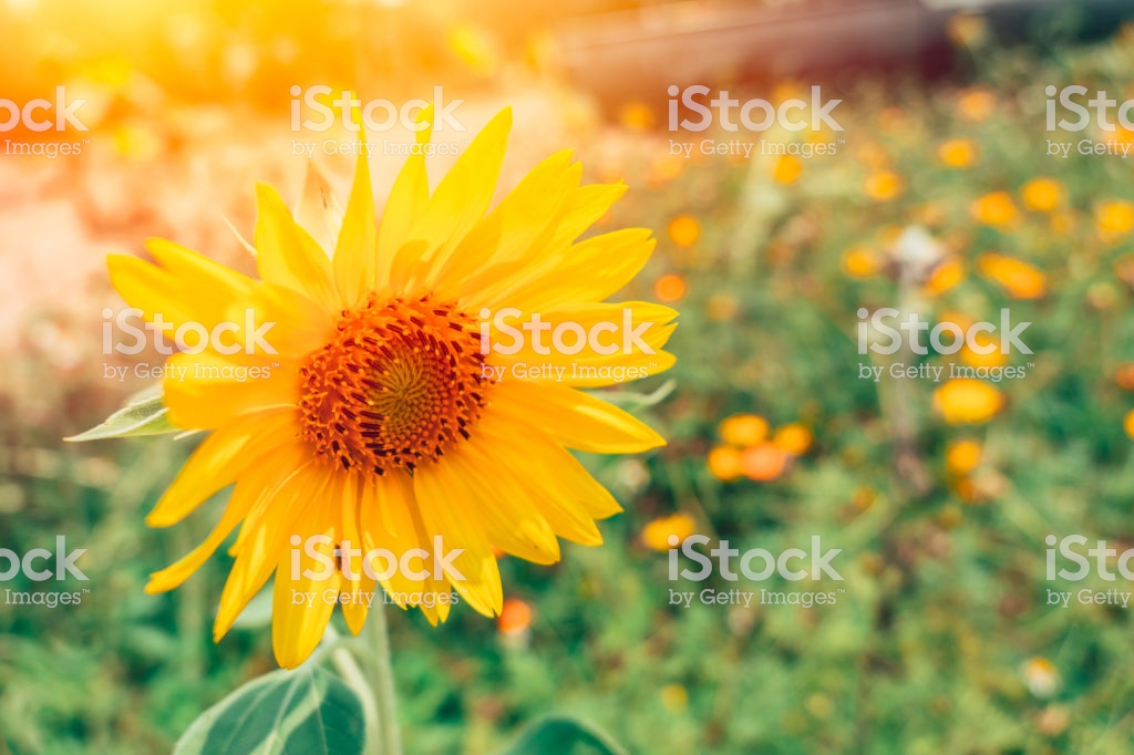 Sunflower Field Beautiful Nature Postcard Wallpaper - Fondos Fondos De Pantalla Naturaleza , HD Wallpaper & Backgrounds