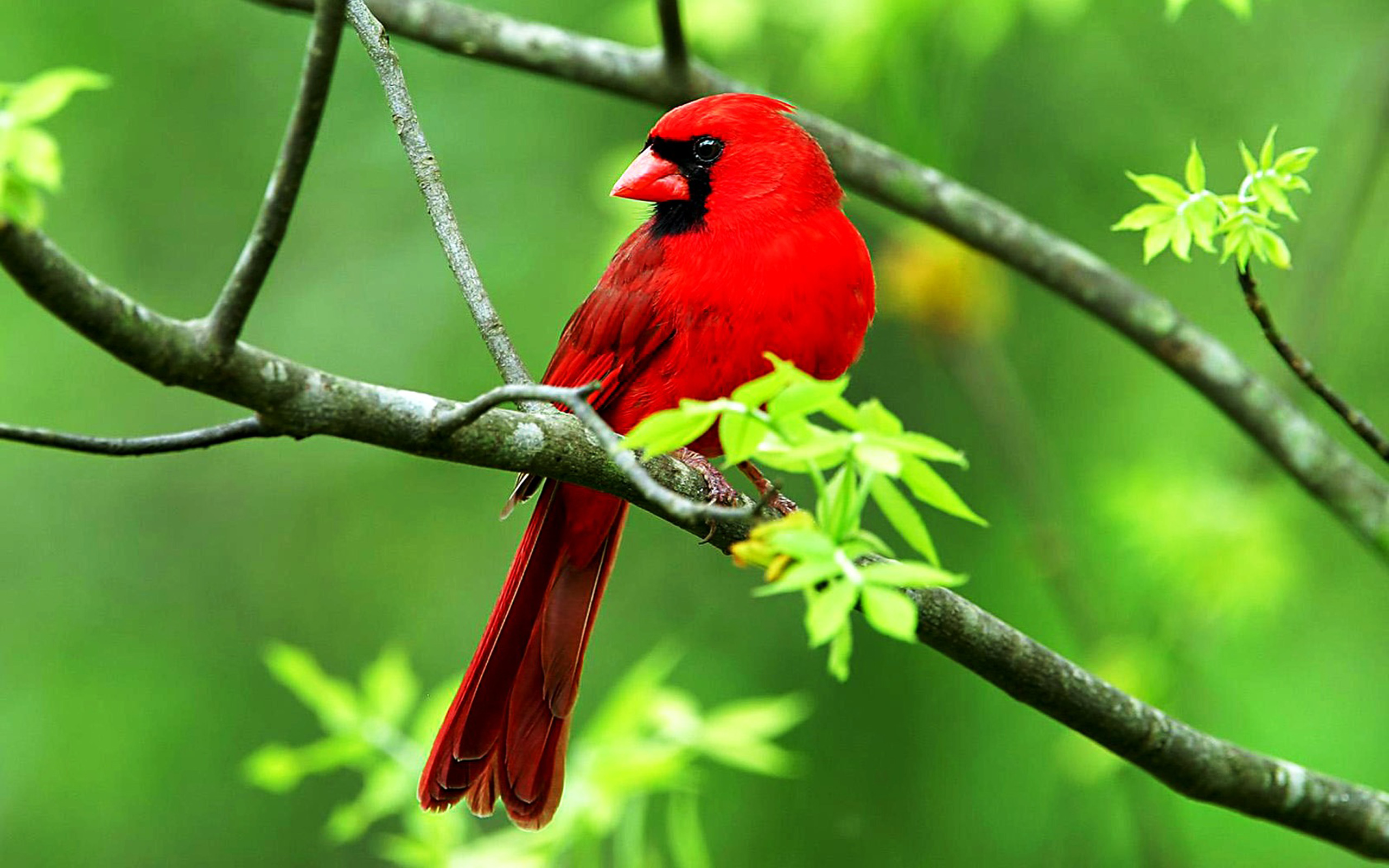 Red Cardinal Bird , HD Wallpaper & Backgrounds