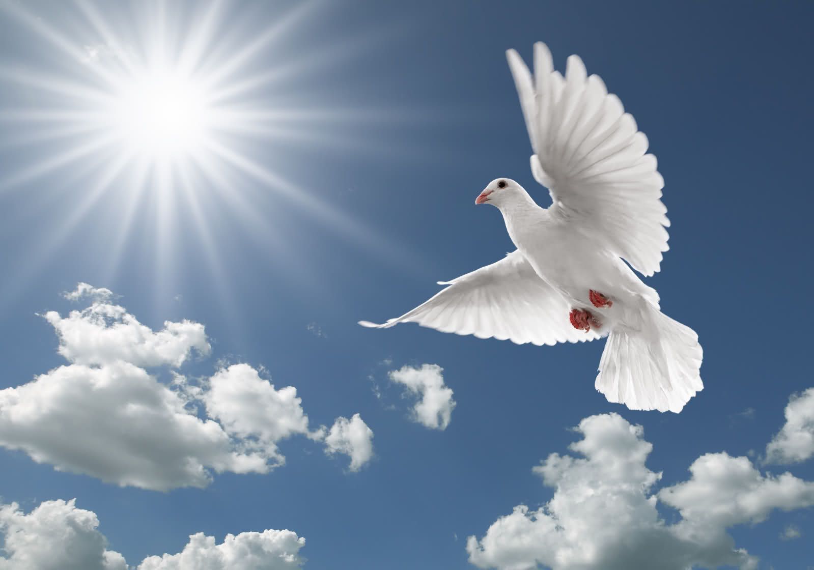 Flying Birds Wallpapers Hd Wallpapers N Birds Dove - Flying Birds Images Download , HD Wallpaper & Backgrounds