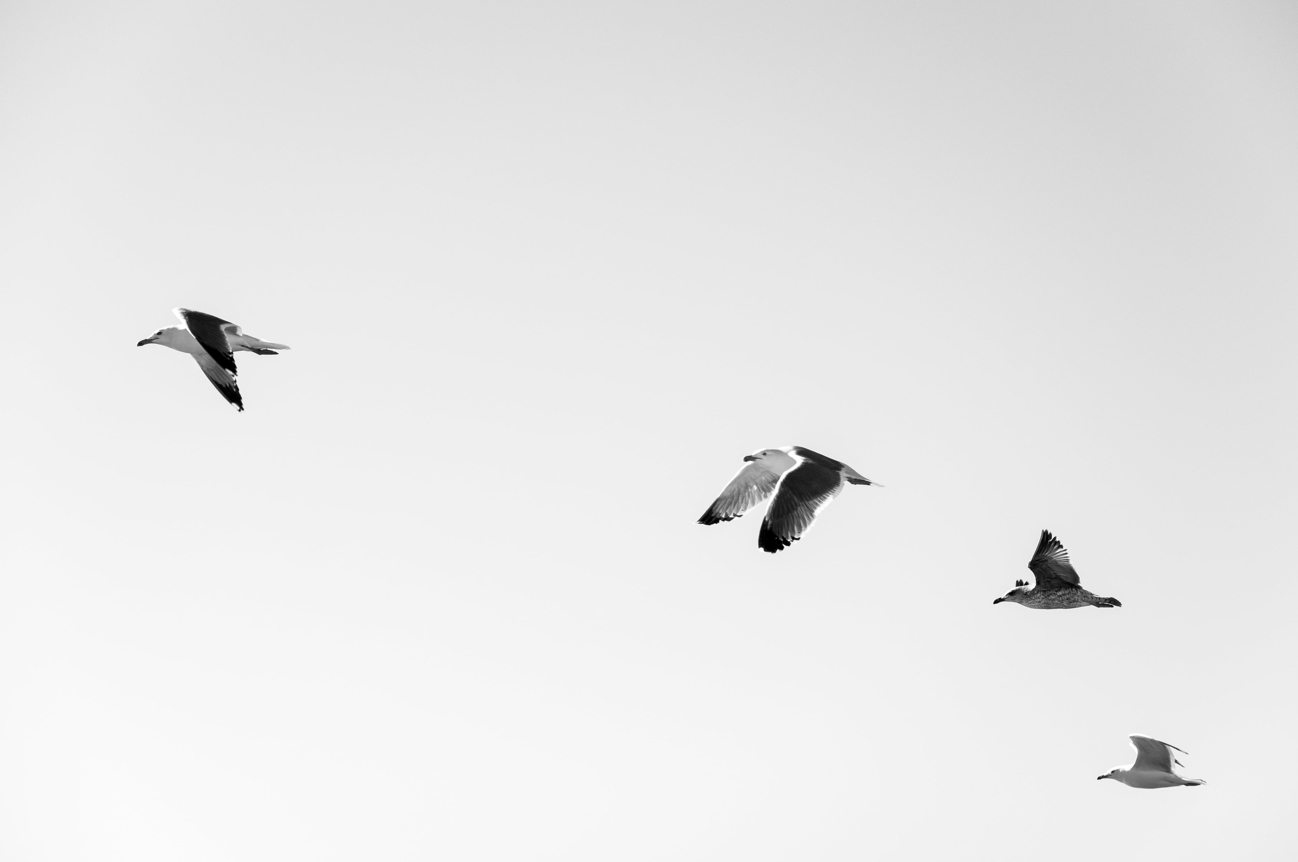 Flying Black And White Birds , HD Wallpaper & Backgrounds