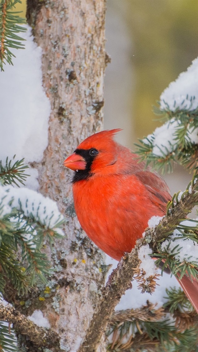 Cardinal In Snow , HD Wallpaper & Backgrounds