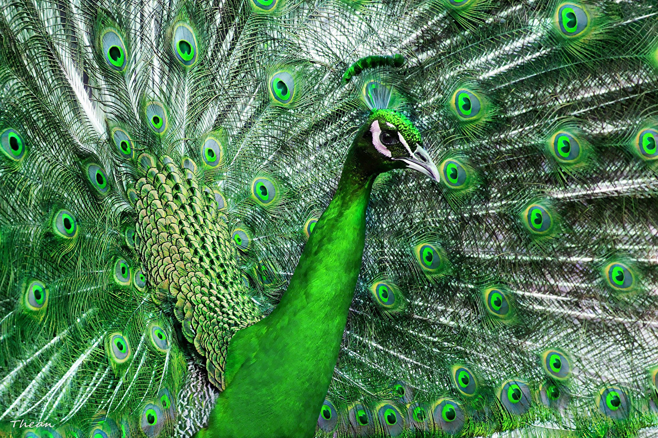 Green Peacock , HD Wallpaper & Backgrounds