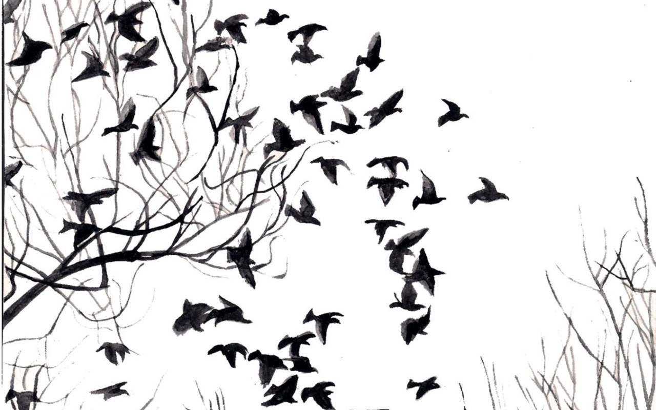 Bird Wallpapers Black And White - Nirvana Kurt Cobain Birds , HD Wallpaper & Backgrounds