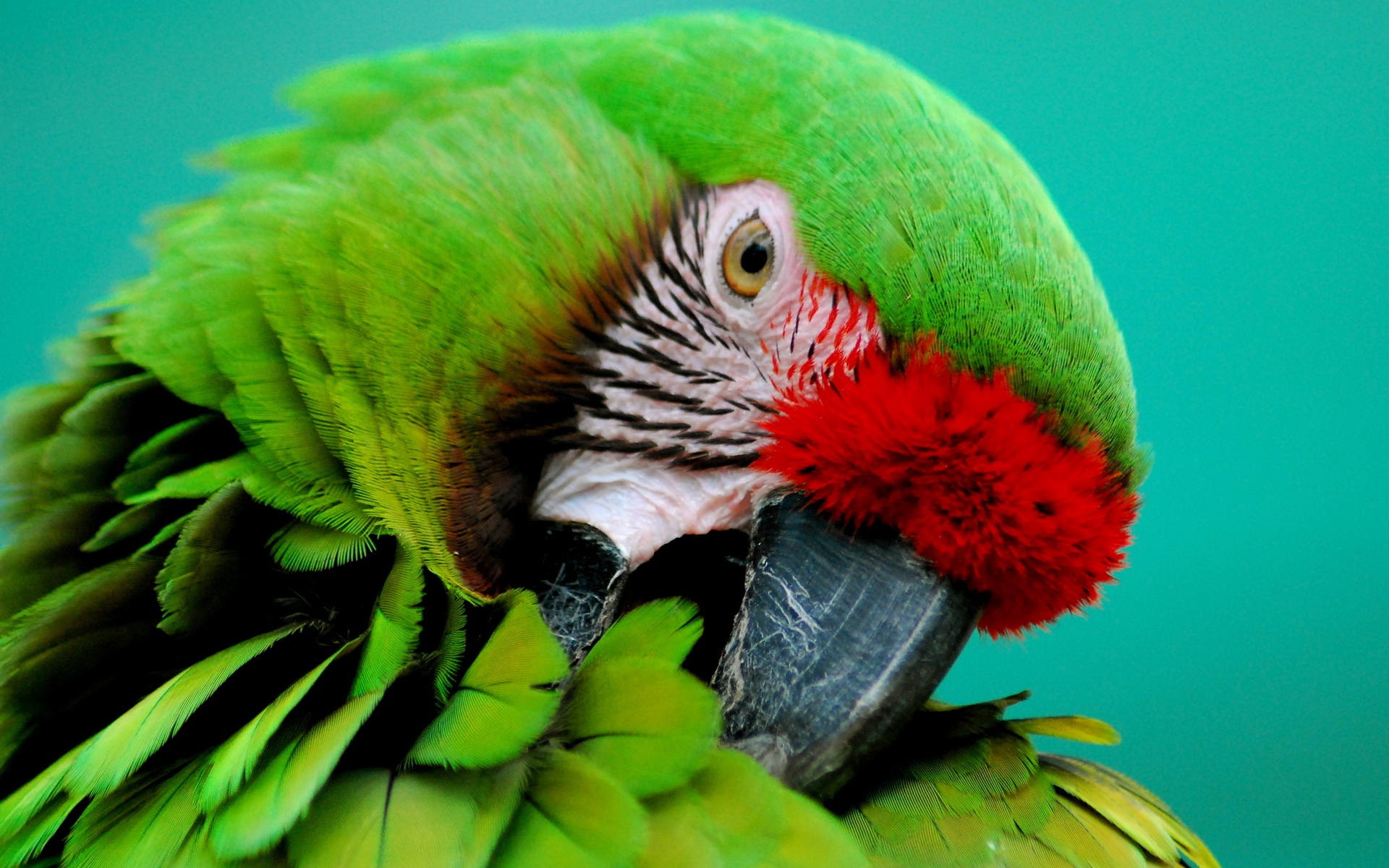 Parrot Best , HD Wallpaper & Backgrounds