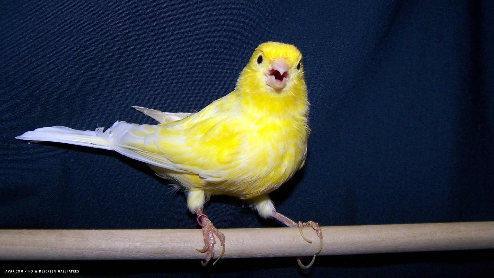 Canary Singing Yellow Bird Hd Widescreen Wallpaper - Canary Singing , HD Wallpaper & Backgrounds