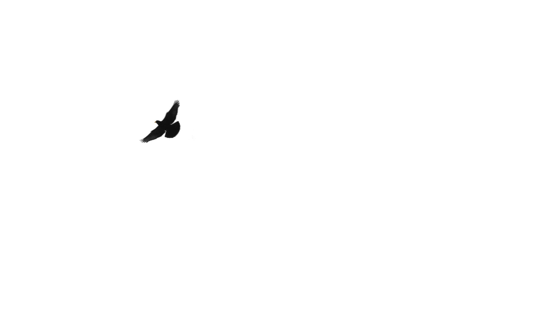 Black Bird Wallpaper - Flight , HD Wallpaper & Backgrounds