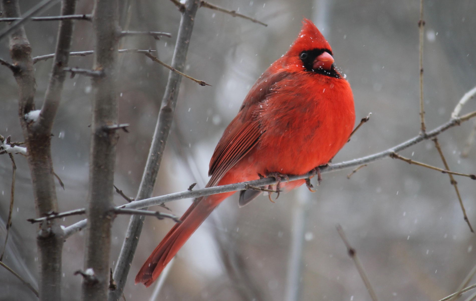 Death Red Cardinal Biblical Meaning , HD Wallpaper & Backgrounds