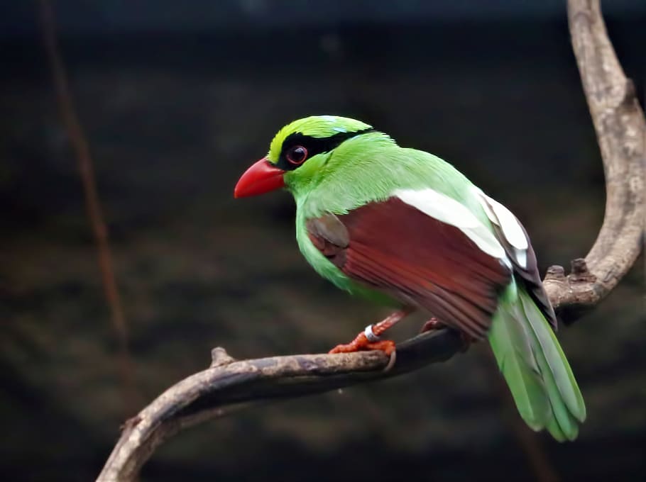 Green Bird On Branch, Green Magpie, Endangered Species, - Passaro Raro Da Amazonia , HD Wallpaper & Backgrounds