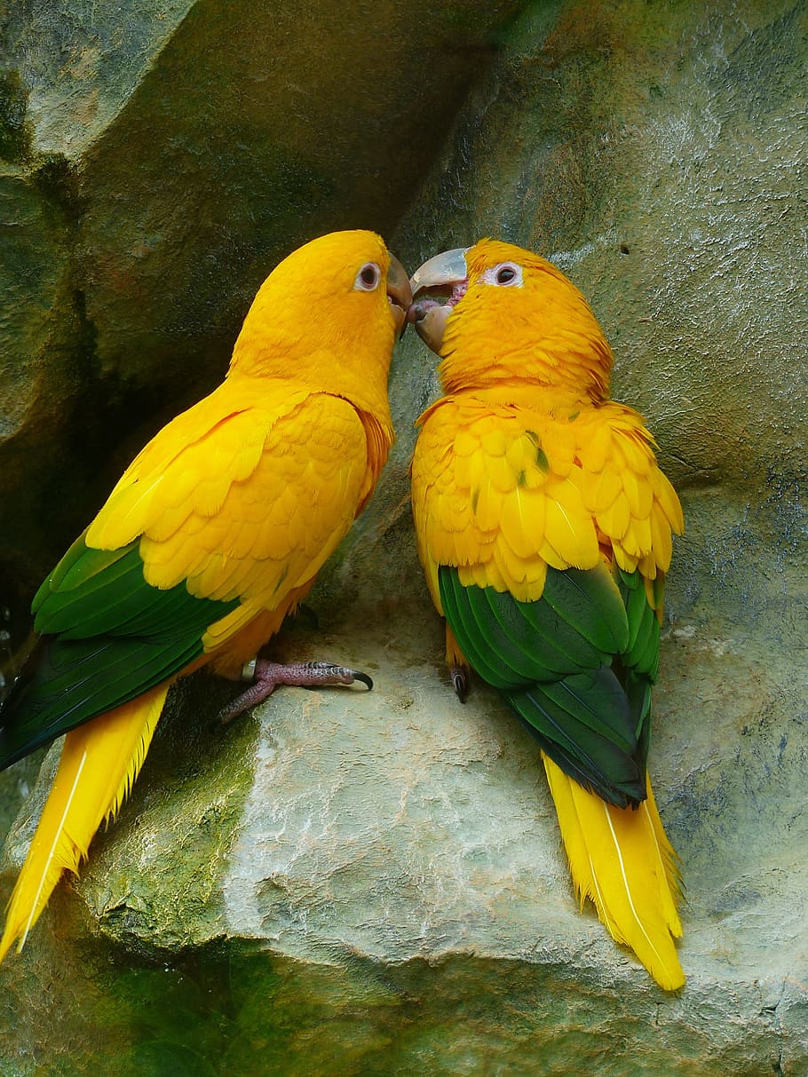 Two Yellow And Green Birds, Gold Parakeets, Bird Couple, - Yellow And Green Macaw , HD Wallpaper & Backgrounds