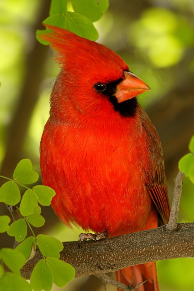 Red Cardinal - Red Cardinal Bird , HD Wallpaper & Backgrounds