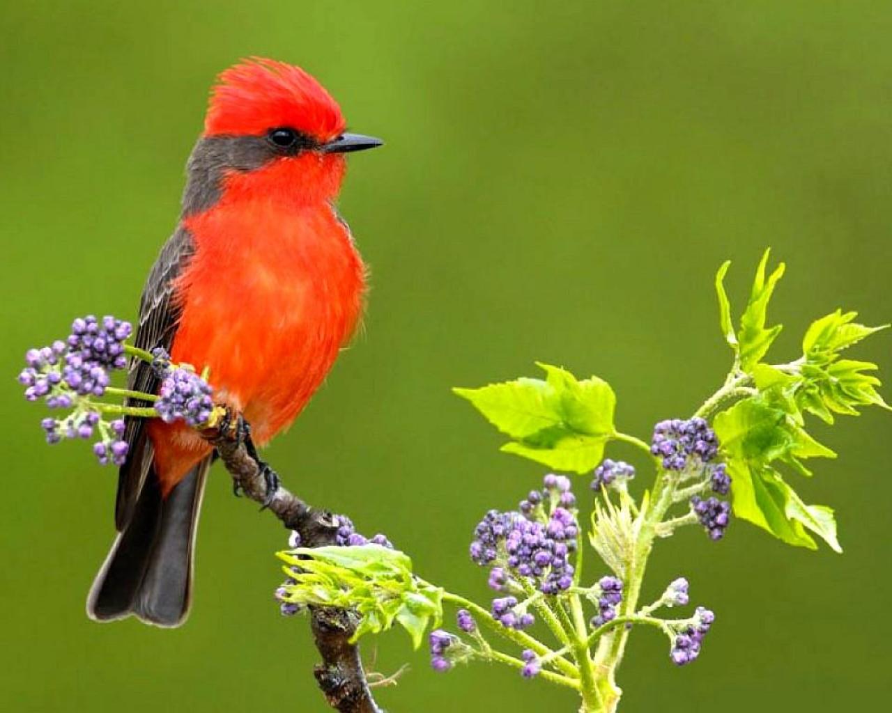 Red Bird , HD Wallpaper & Backgrounds