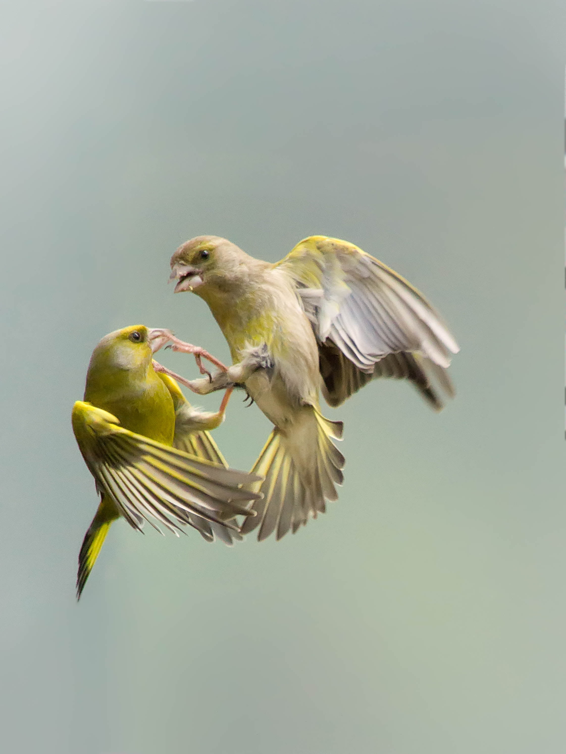 Two Canary Birds Fighting , HD Wallpaper & Backgrounds