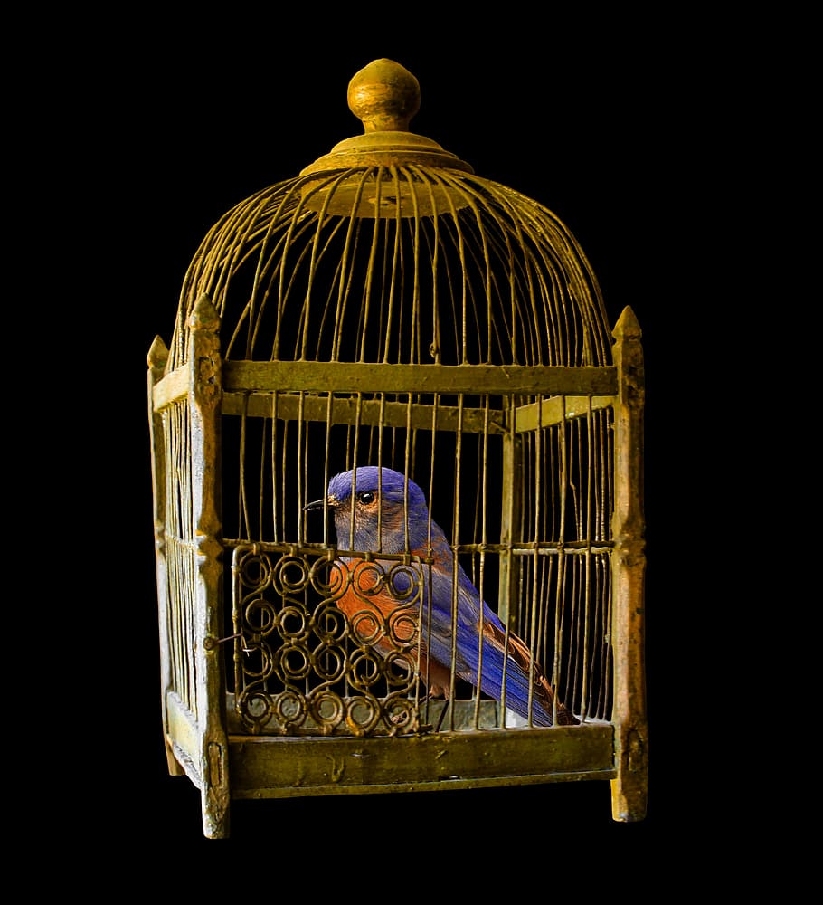 Blue And Orange Bird In Brown Steel Bird Cage, Gold, - Bird In The Cage , HD Wallpaper & Backgrounds