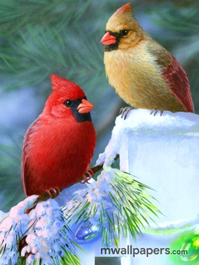 Cute Birds Wallpaper Hd , HD Wallpaper & Backgrounds