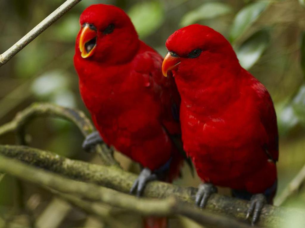 Love Birds Red Colour , HD Wallpaper & Backgrounds