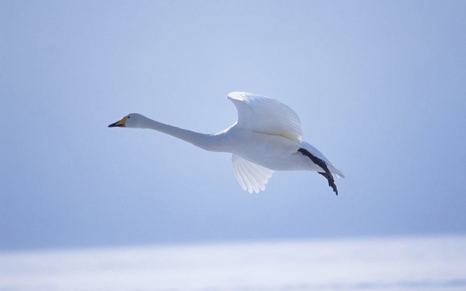 Swan White Flying Bird , HD Wallpaper & Backgrounds