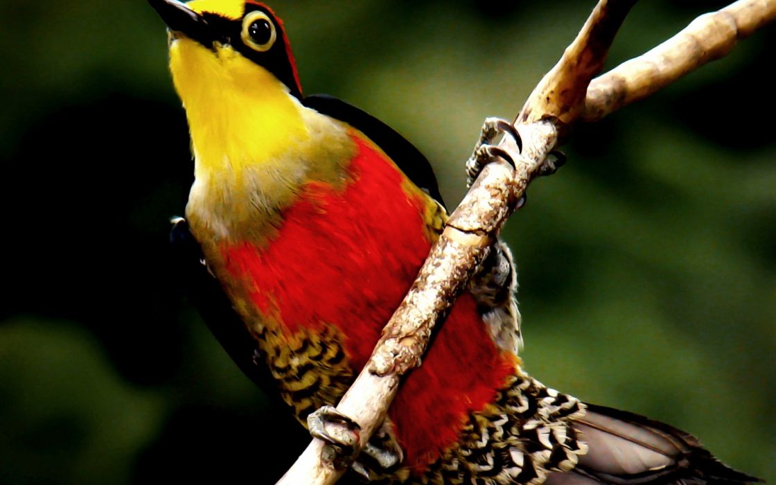 Nature Red Yellow Birds Animals Wildlife Feathers Branches - Pajaro Rojo Y Amarillo , HD Wallpaper & Backgrounds