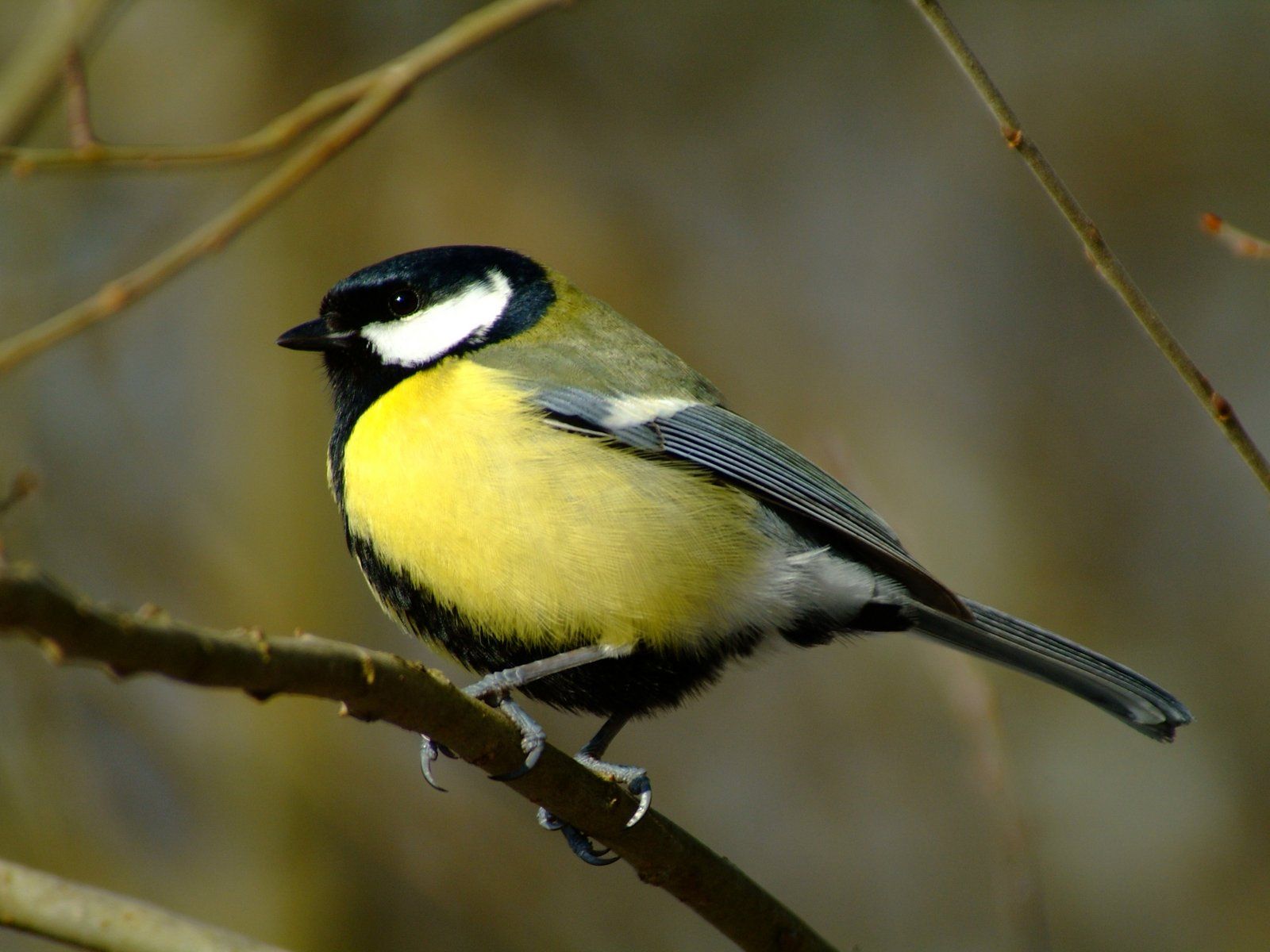 Black Yellow Small Bird , HD Wallpaper & Backgrounds
