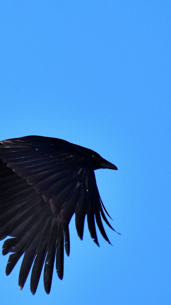 Fish Crow , HD Wallpaper & Backgrounds