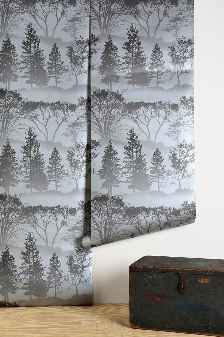 Birch , HD Wallpaper & Backgrounds