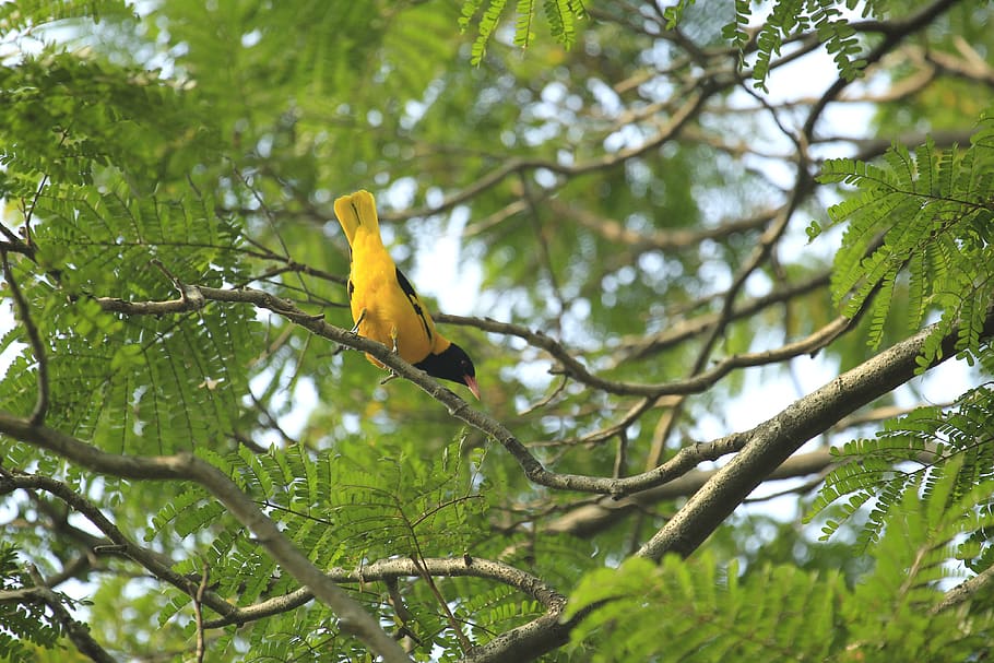 Bangladesh, Yellow, Bird, Nature, Animal Wildlife, - Nature Bangladesh , HD Wallpaper & Backgrounds