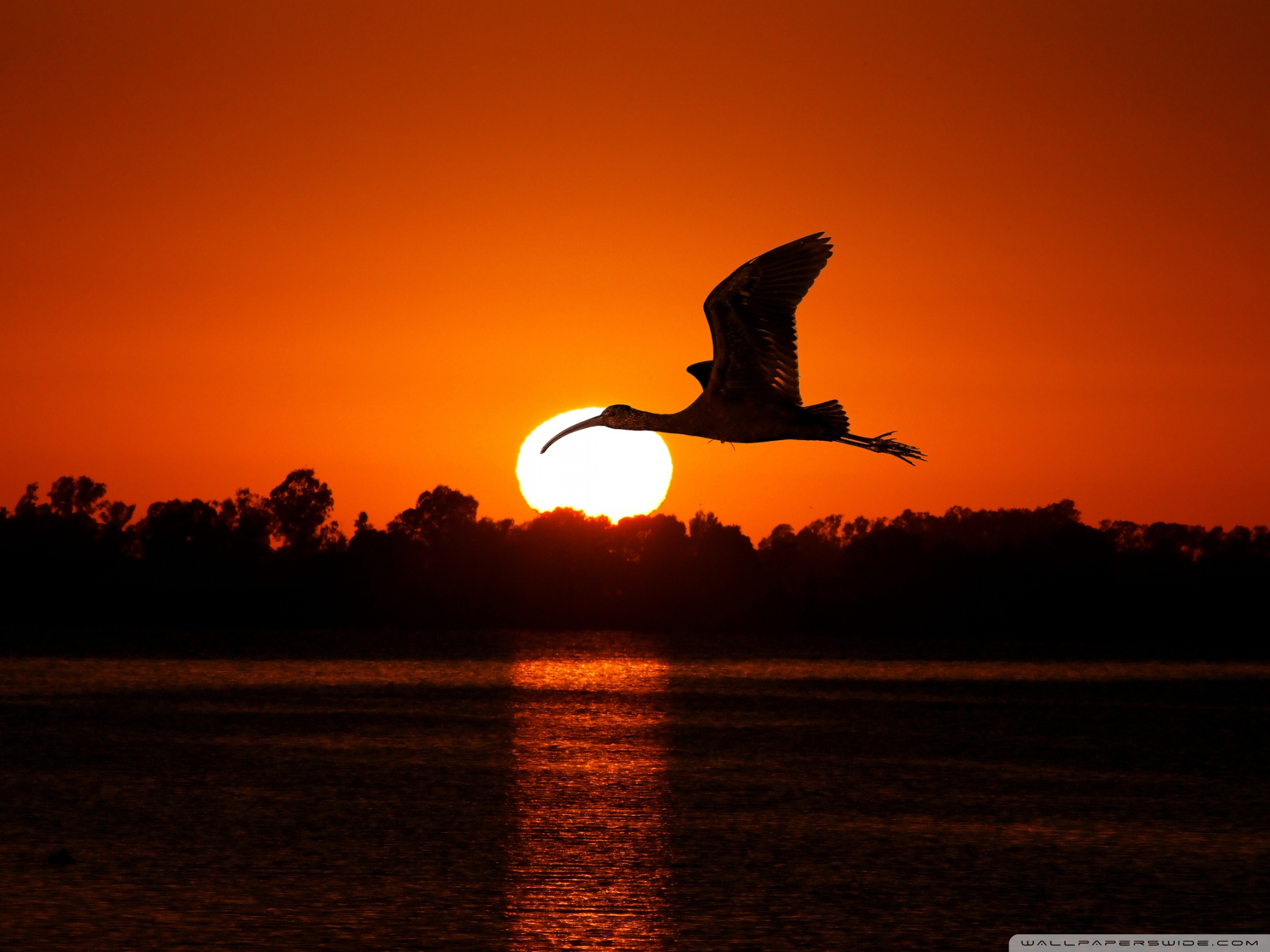 Flying Birds , HD Wallpaper & Backgrounds