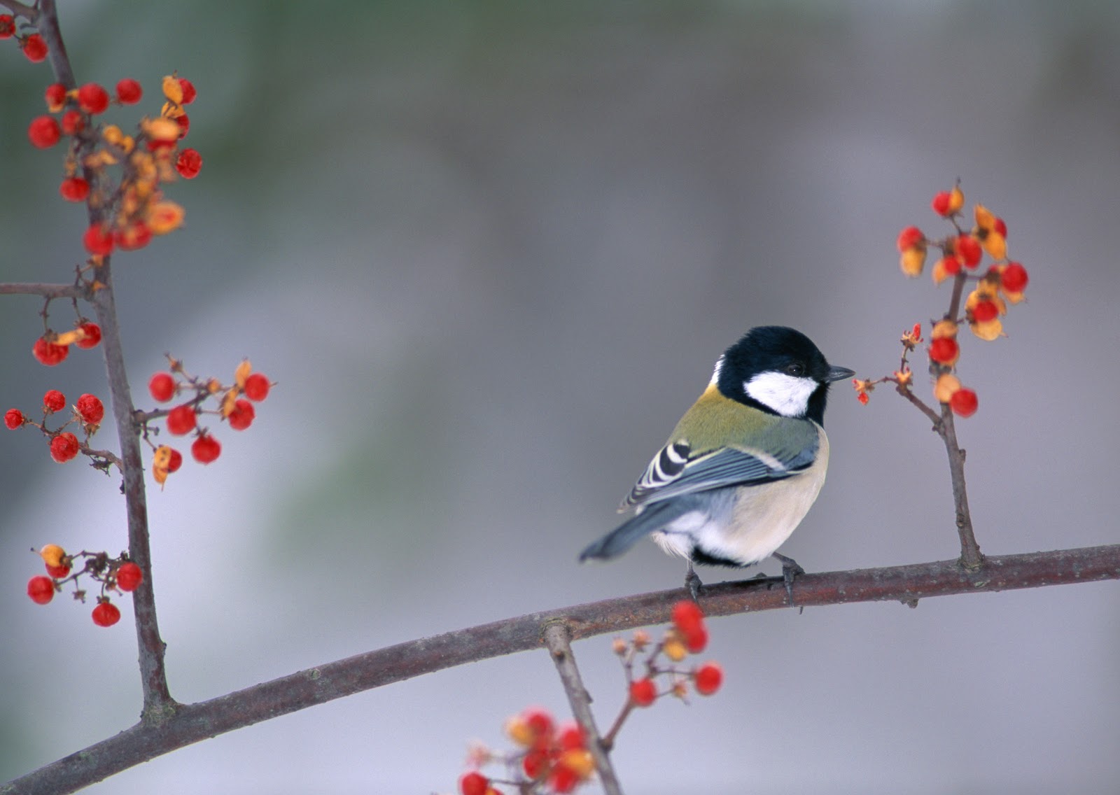 Free Bird Wallpaper For Desktop - High Resolution Desktop Backgrounds Birds , HD Wallpaper & Backgrounds