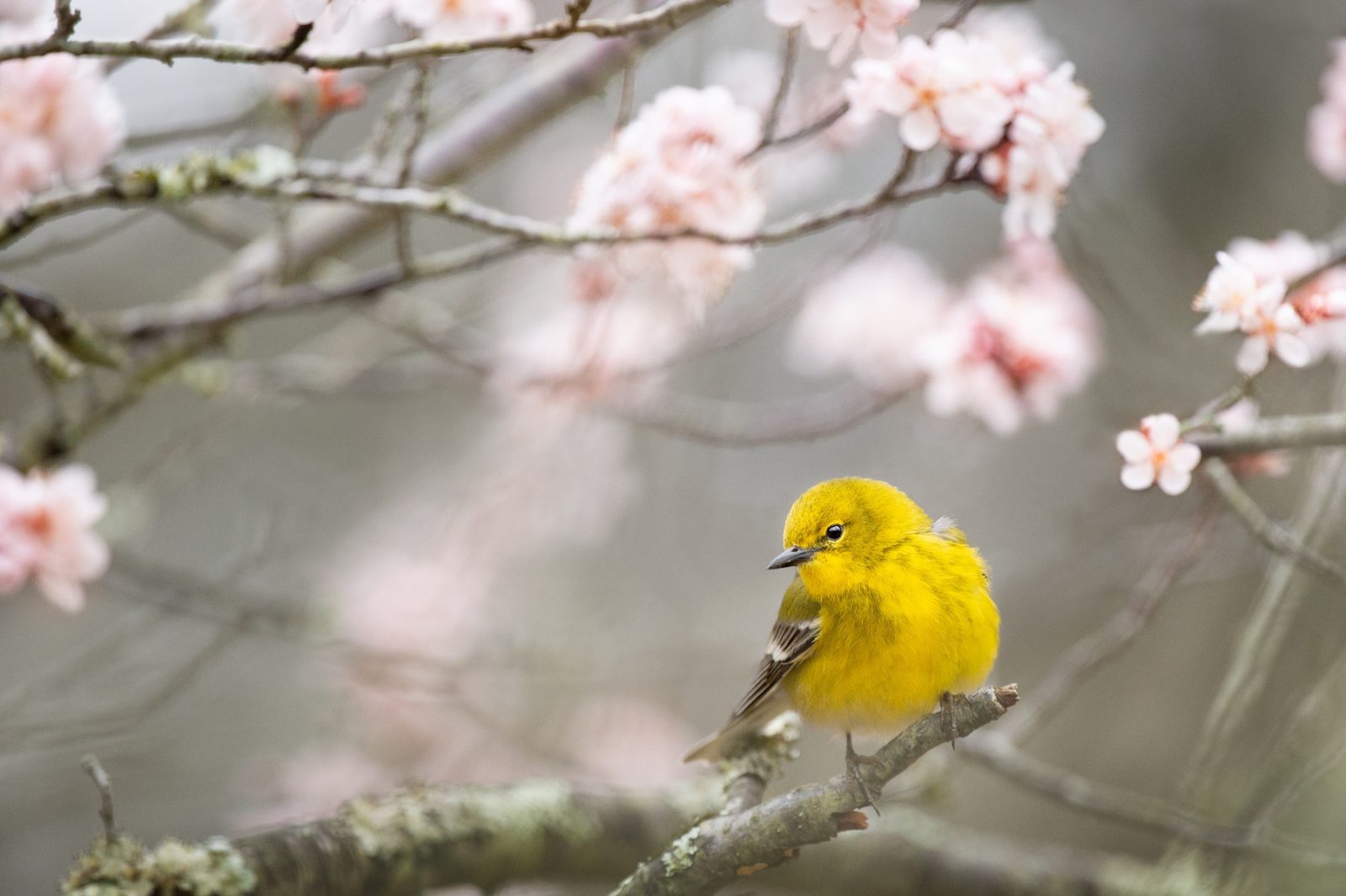 Yellow Bird And Pink Blossoms - Mother's Day Quotes Life Doesn T Come , HD Wallpaper & Backgrounds