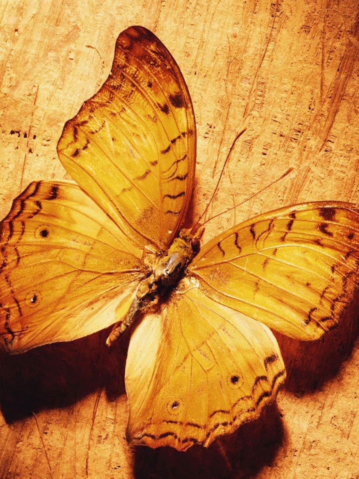 Mobile Beautiful Butterfly , HD Wallpaper & Backgrounds