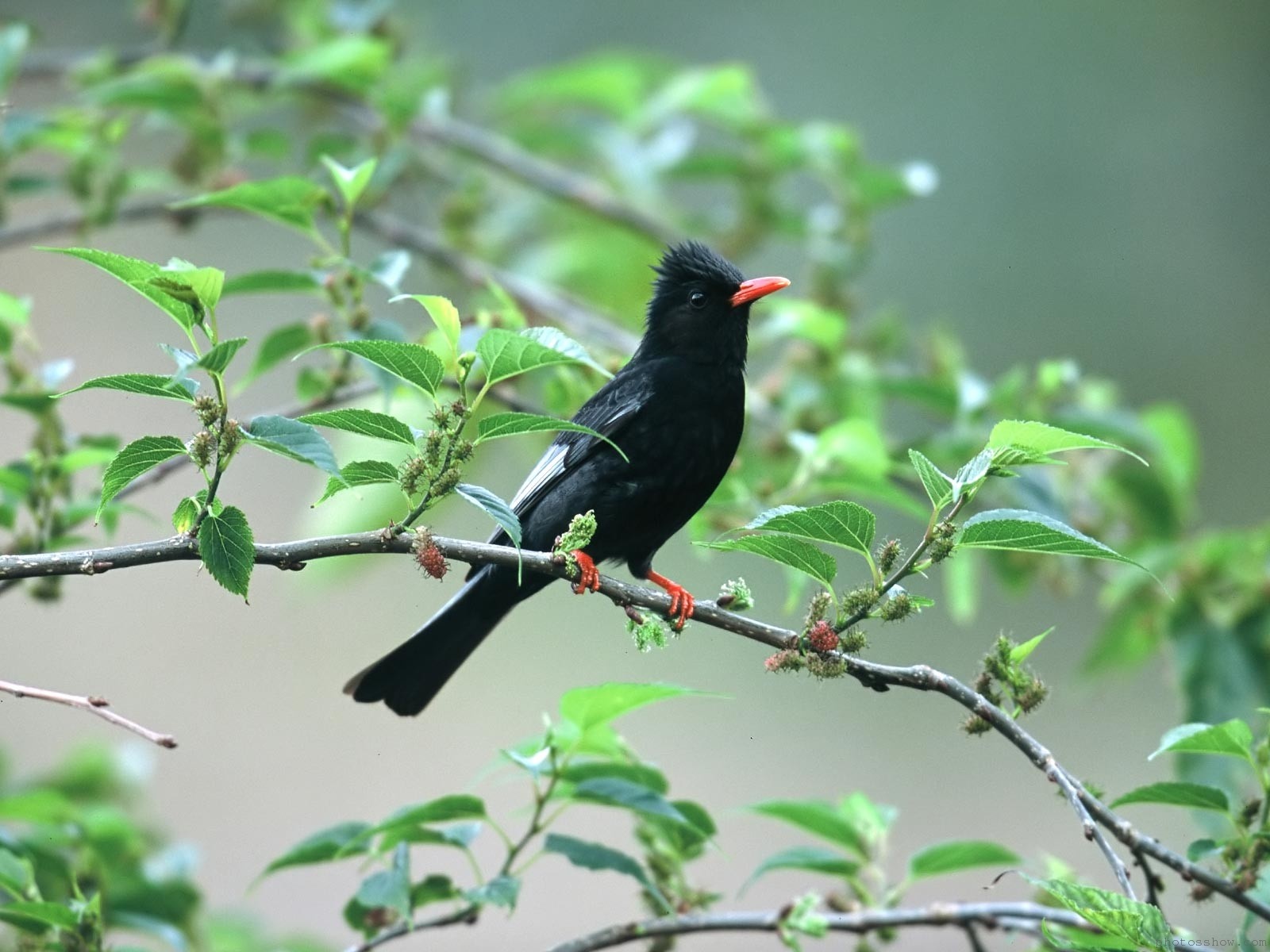 Wallpaper Black Bird On Tree Branch - Animal Birds , HD Wallpaper & Backgrounds