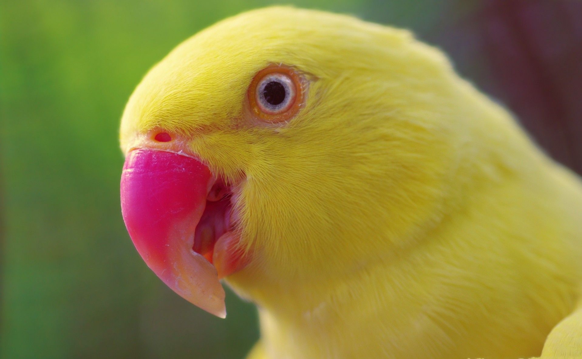 Pink And Yellow Bird , HD Wallpaper & Backgrounds