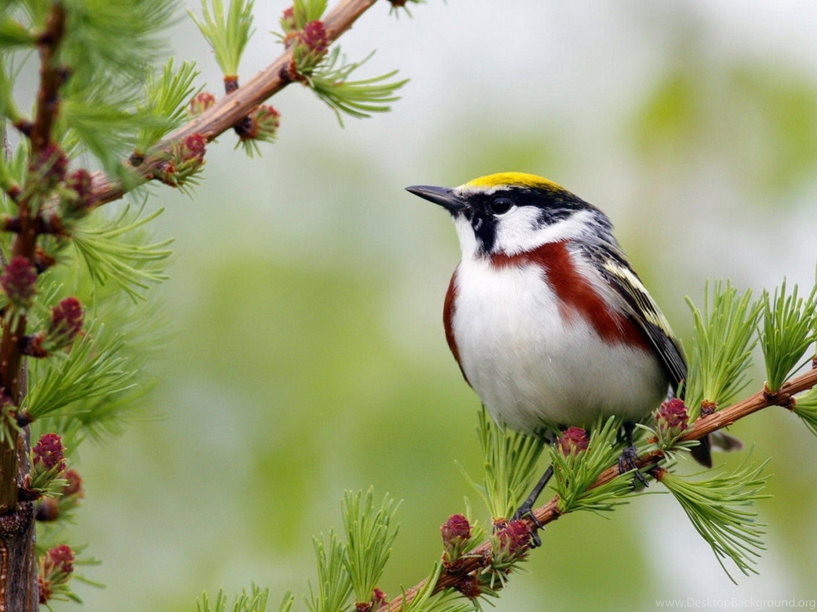 Birds Wallpapers Download Free Bird 21 Wallpapers, - Most Beautiful Birds Hd , HD Wallpaper & Backgrounds