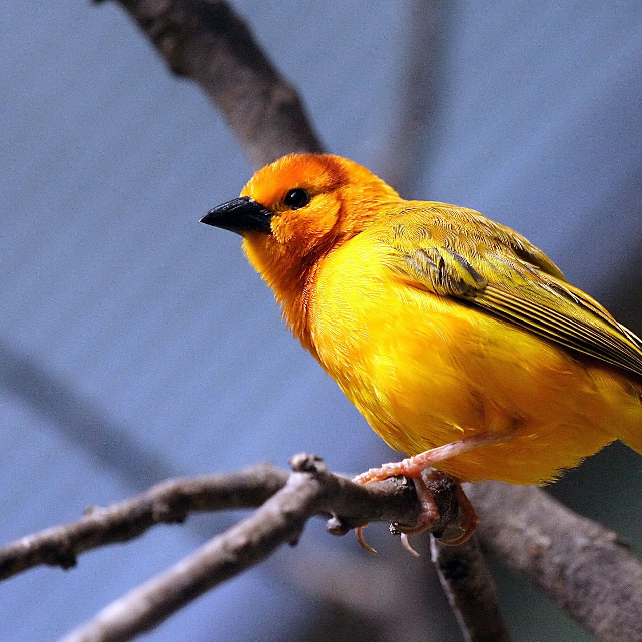 Wallpaper Yellow Bird, Bird, Branch, Sit, Bright Color - پرنده زرد , HD Wallpaper & Backgrounds