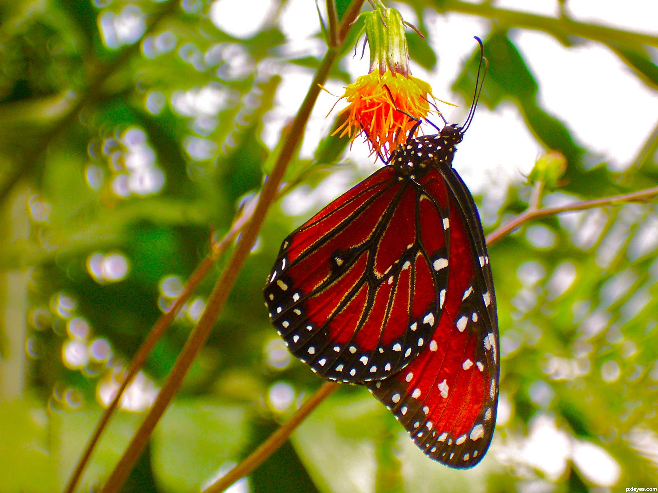Red Butterfly Wallpaper Mobile Bhstormcom - Dark Red Butterfly , HD Wallpaper & Backgrounds
