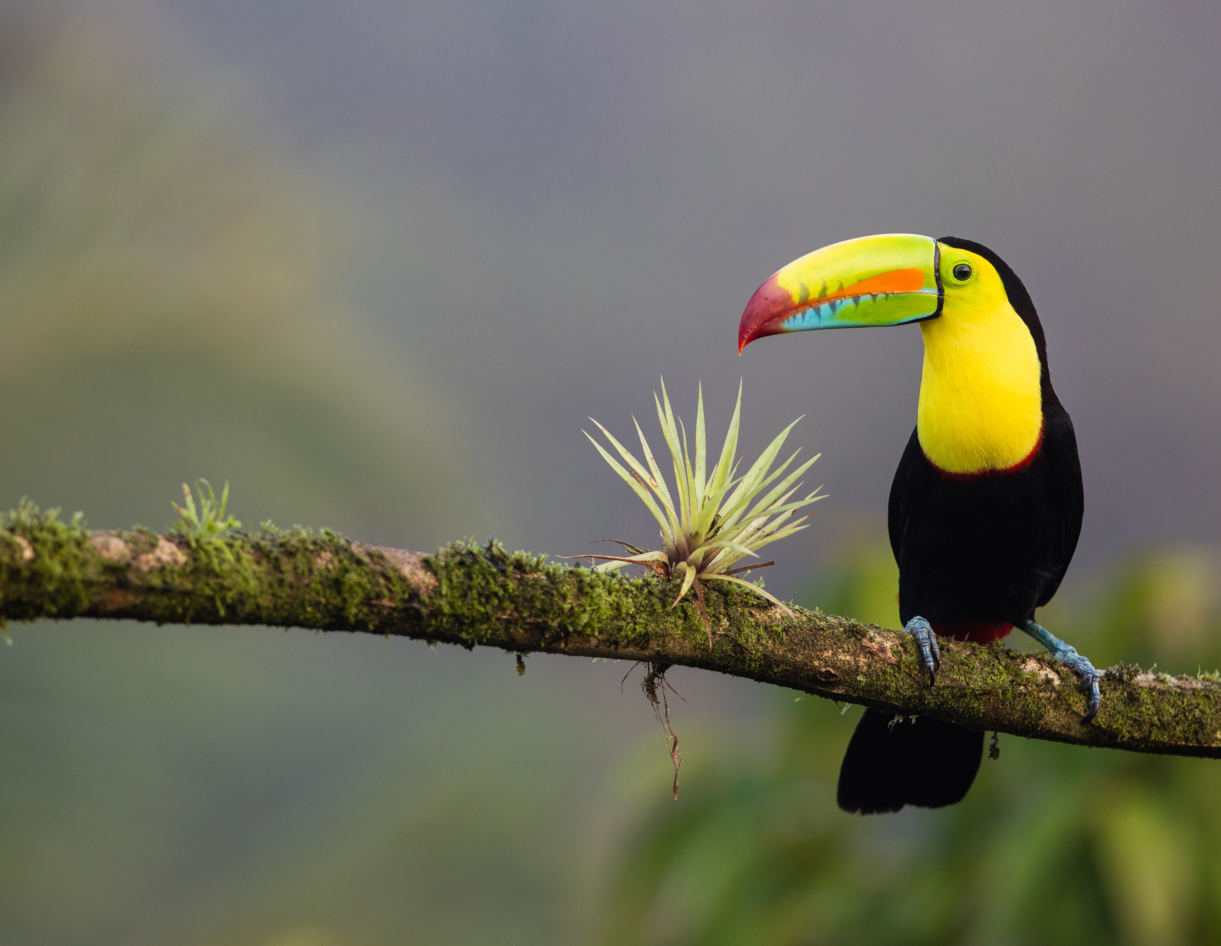Costa Rica , HD Wallpaper & Backgrounds