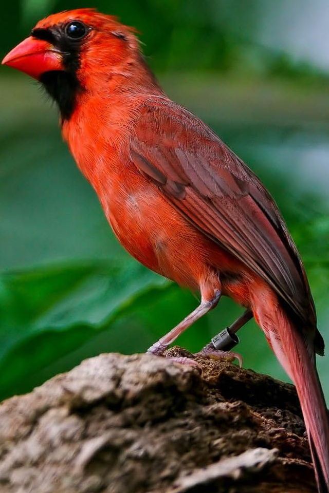 Hd Red Birds Wallpapers For Iphone - Birds Hi Res , HD Wallpaper & Backgrounds