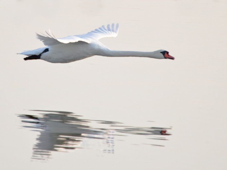 Water Flying Birds Swans Reflections Animals Bird Wallpaper - Tundra Swan , HD Wallpaper & Backgrounds